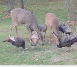 deer and turkeys.JPG