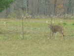 doors and deer 023.jpg