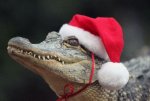 Santa Gator.jpg