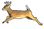 deer2.gif