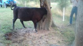 KIMG1906 calf in tree.jpeg