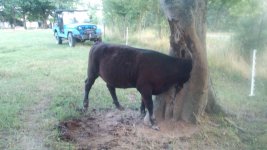 KIMG1907 calf in tree.jpeg