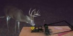 Deer  and Victor Trap.jpg