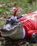 Gator Christmas.jpg