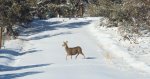 Mule_deer_cropped.jpg