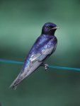 purple-martin.jpg