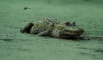 baby gator behind barn.jpg