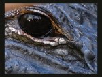 Eye_of__the__Gator_.jpg