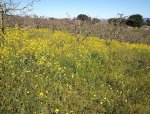 20190315_145535rWildflowers.jpg