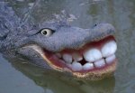 Gator New Teeth.jpg