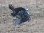 bills turkey.jpg