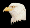 eagle6.gif