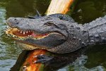 happy-gator-.jpg