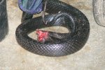 black snake.JPG