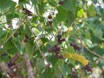 800px-ChineseTallowSeedpods.jpg