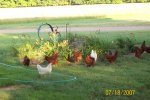 Chickens and flowers re.jpg