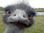 EMU.jpg