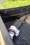 Gator Release 2.jpg