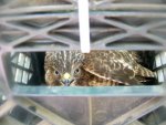 7-12-09 Red Shouldered Hawk in milk crate with flash.jpg