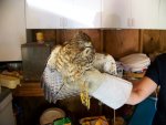 7-12-09 Red Shouldered Hawk on Evelyn's arm.jpg