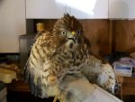 7-12-09 Red Shouldered Hawk closeup on Evelyn's arm.jpg